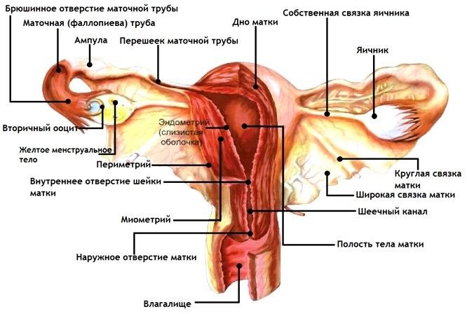 Подробное описание женских половых органов Подробное описание женских половых органов