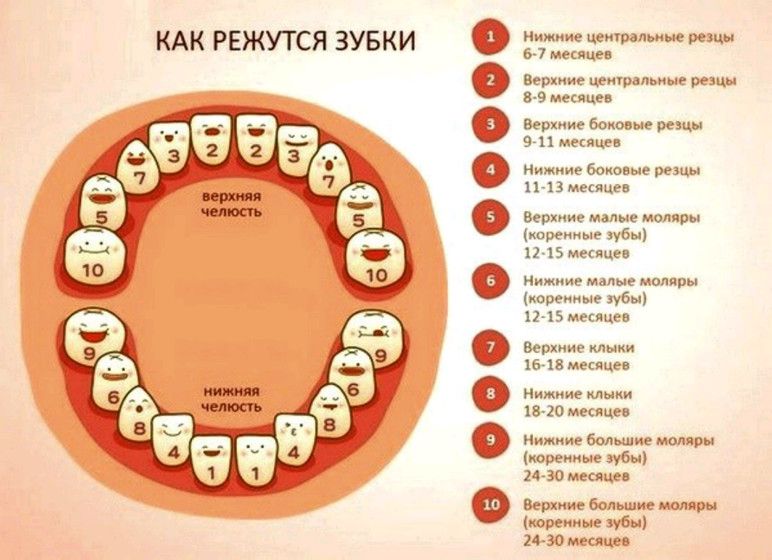 У ребенка больше нижних зубов У ребенка больше нижних зубов