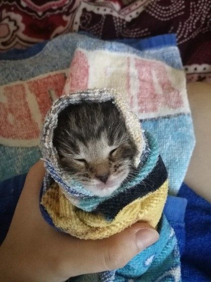 Снова выкинутые найденыши.