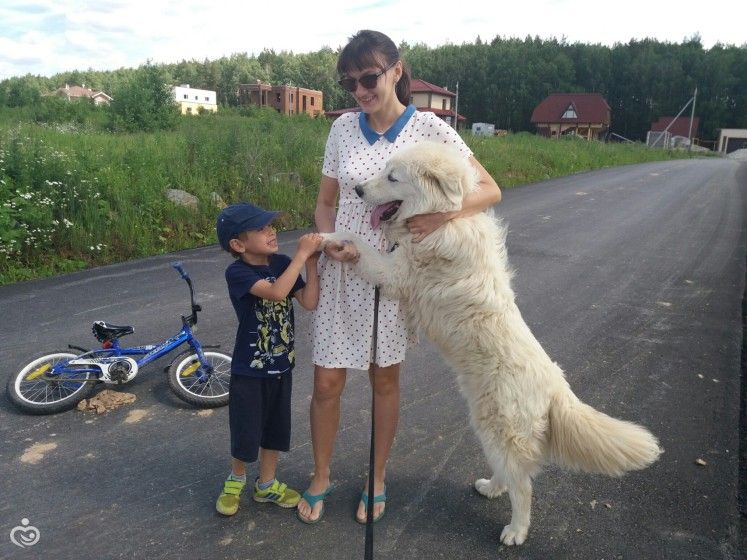 Собака-кусака