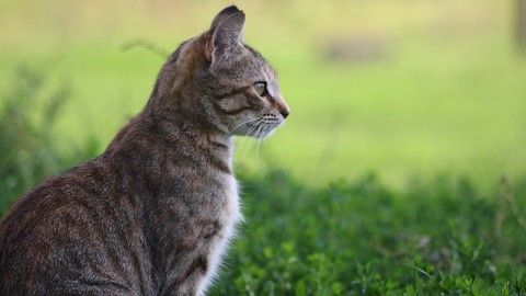 ВИЗИТКА. Предметы ландшафтного дизайна, садовая архитектура и скульптура, бетонные вазоны