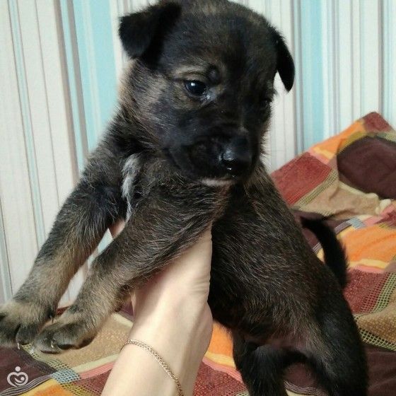 История одного щенка ;) Много текста и много фото!))