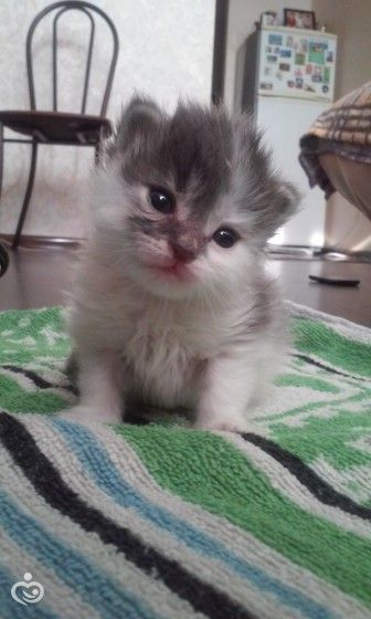 Котятам нужен дом!