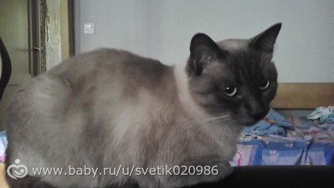 Кота реально отучить вредничать?