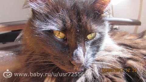 Третье веко у кошки