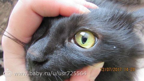 Третье веко у кошки