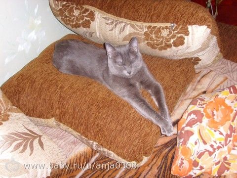МКБ у кошки и питание