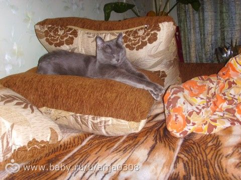 МКБ у кошки и питание