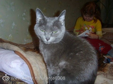 МКБ у кошки и питание