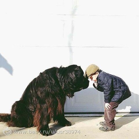 10 самых трогательных историй общения детей и животных