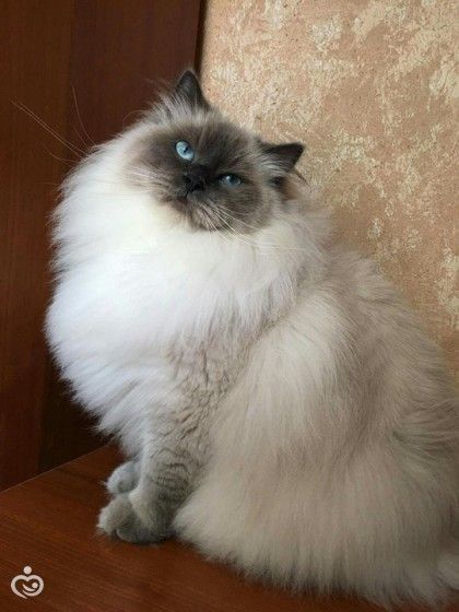 Летняя шубка у моей Дольки